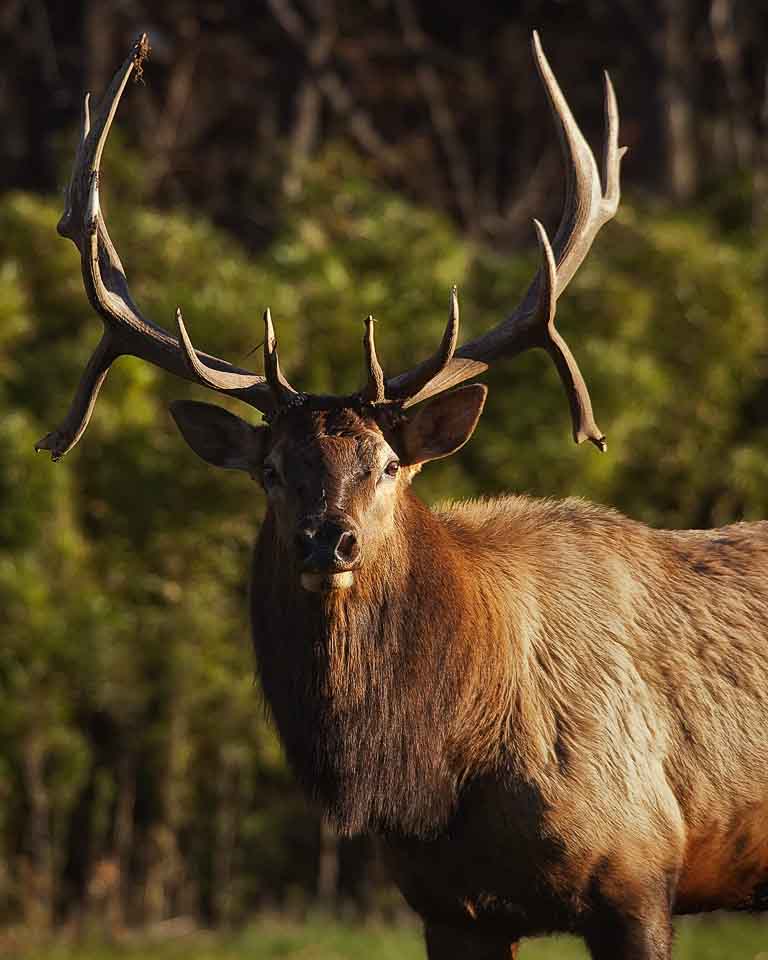 Arkansas Wildlife Photography November 2011