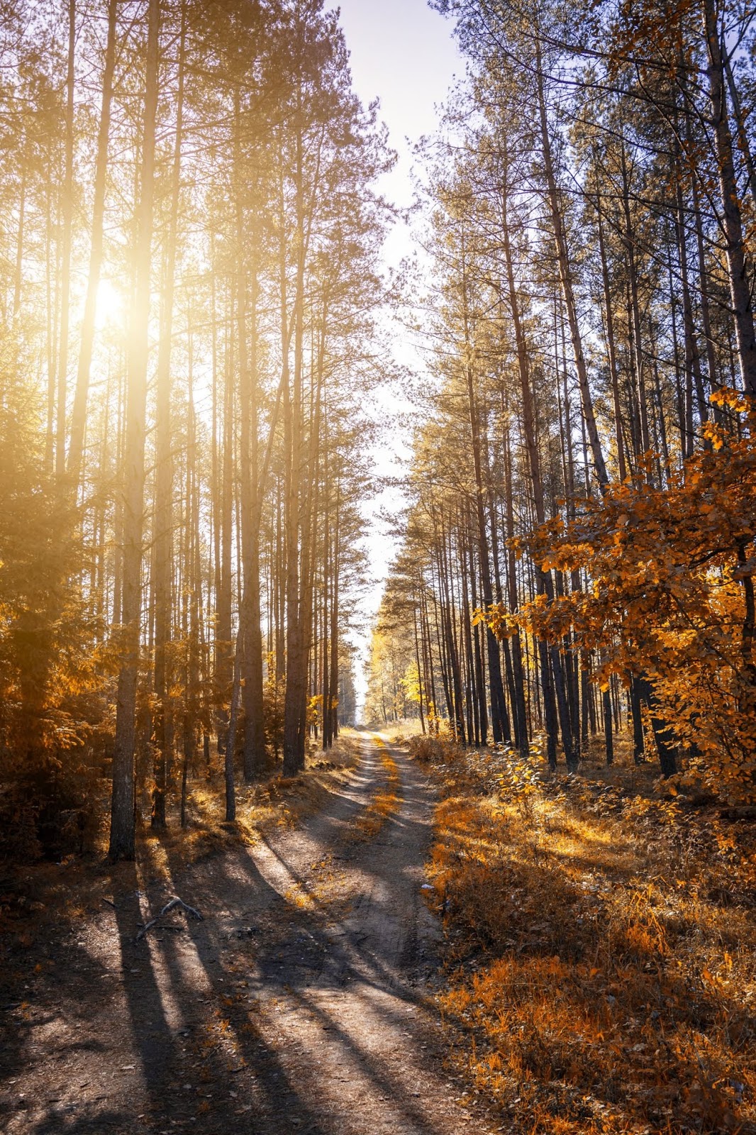 10 Foto Pemandangan Alam Hutan Bebas 10 Foto Pemandangan Alam Hutan Bebas
