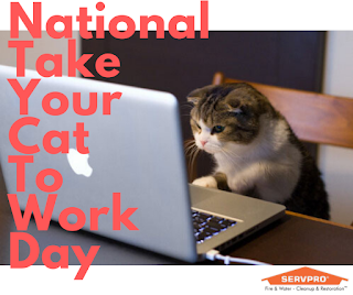 National Take Your Cat to Work Day HD Pictures, Wallpapers