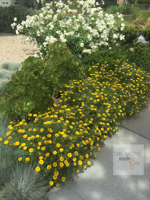 Drought tolerant landscape filled with flowers :: OrganizingMadeFun.com