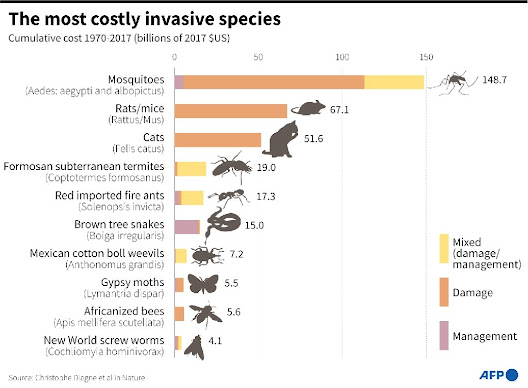 Cats are the third most costly invasive species