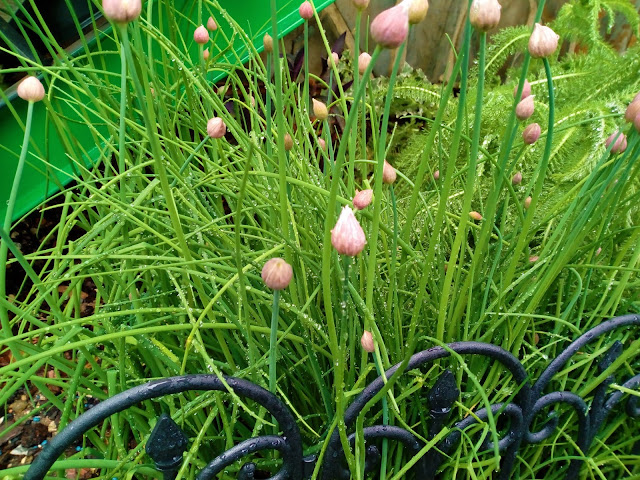 Cebollino (Allium schoenoprasum L.).