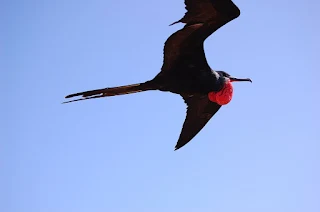 الفرقاط Frigate Bird