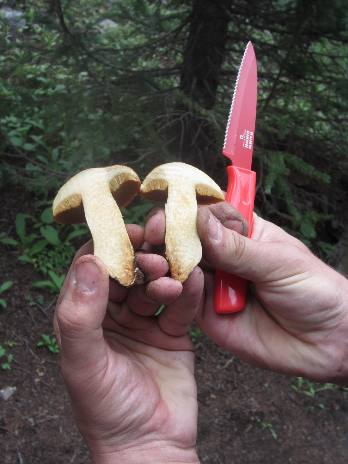 Souvenir Chronicles COLORADO THE GREAT MUSHROOM HUNT