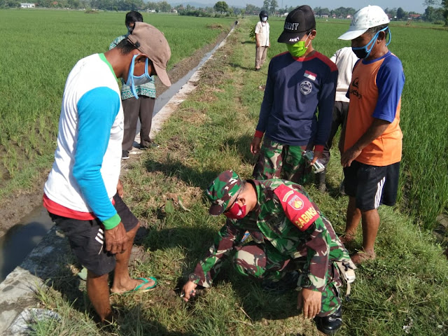 Tak Ingin Gagal Panen Babinsa bersama Instansi terkait  Gerdal Hama Tikus