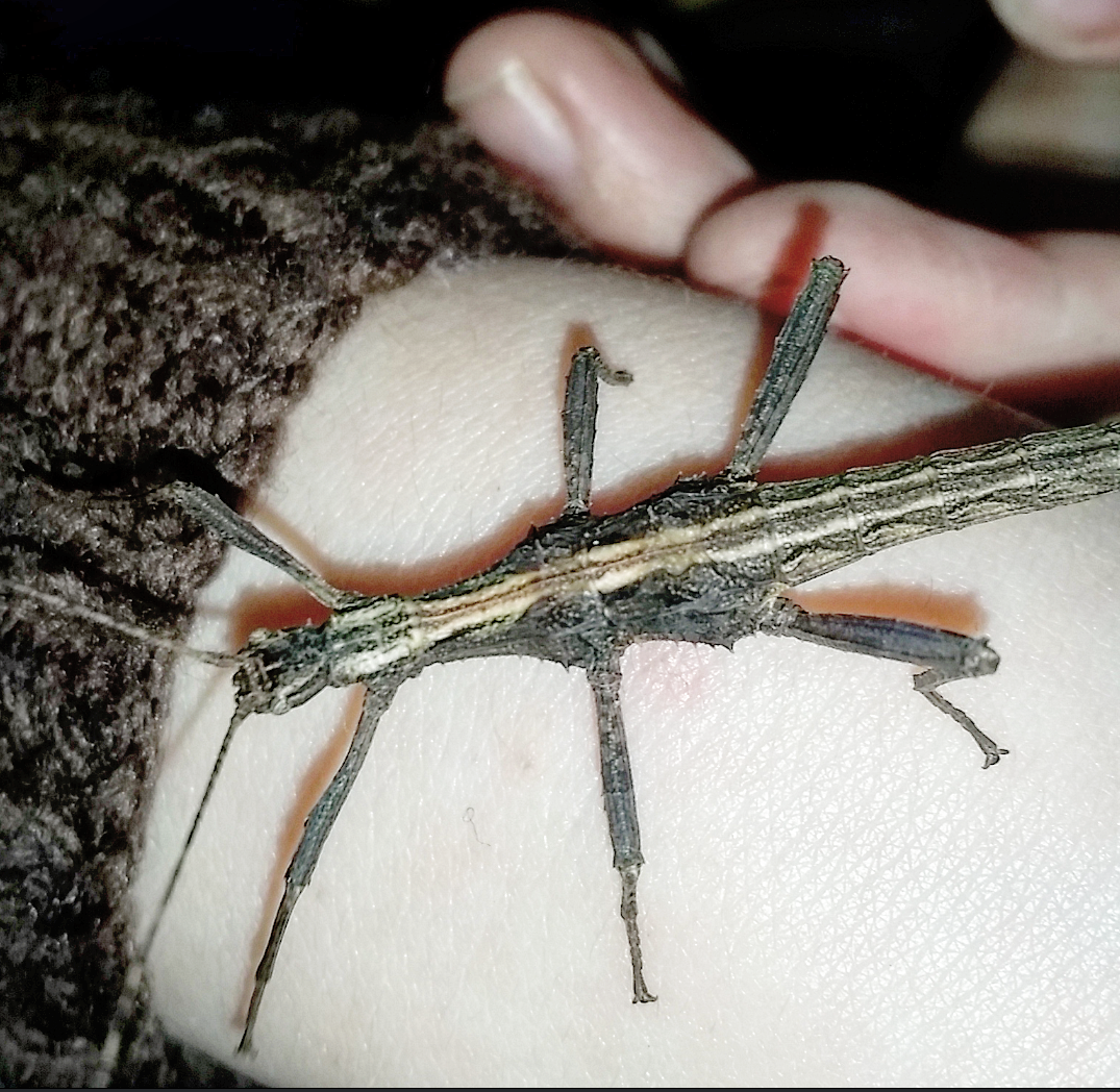 Inside Martyn's Thoughts Stick Insects
