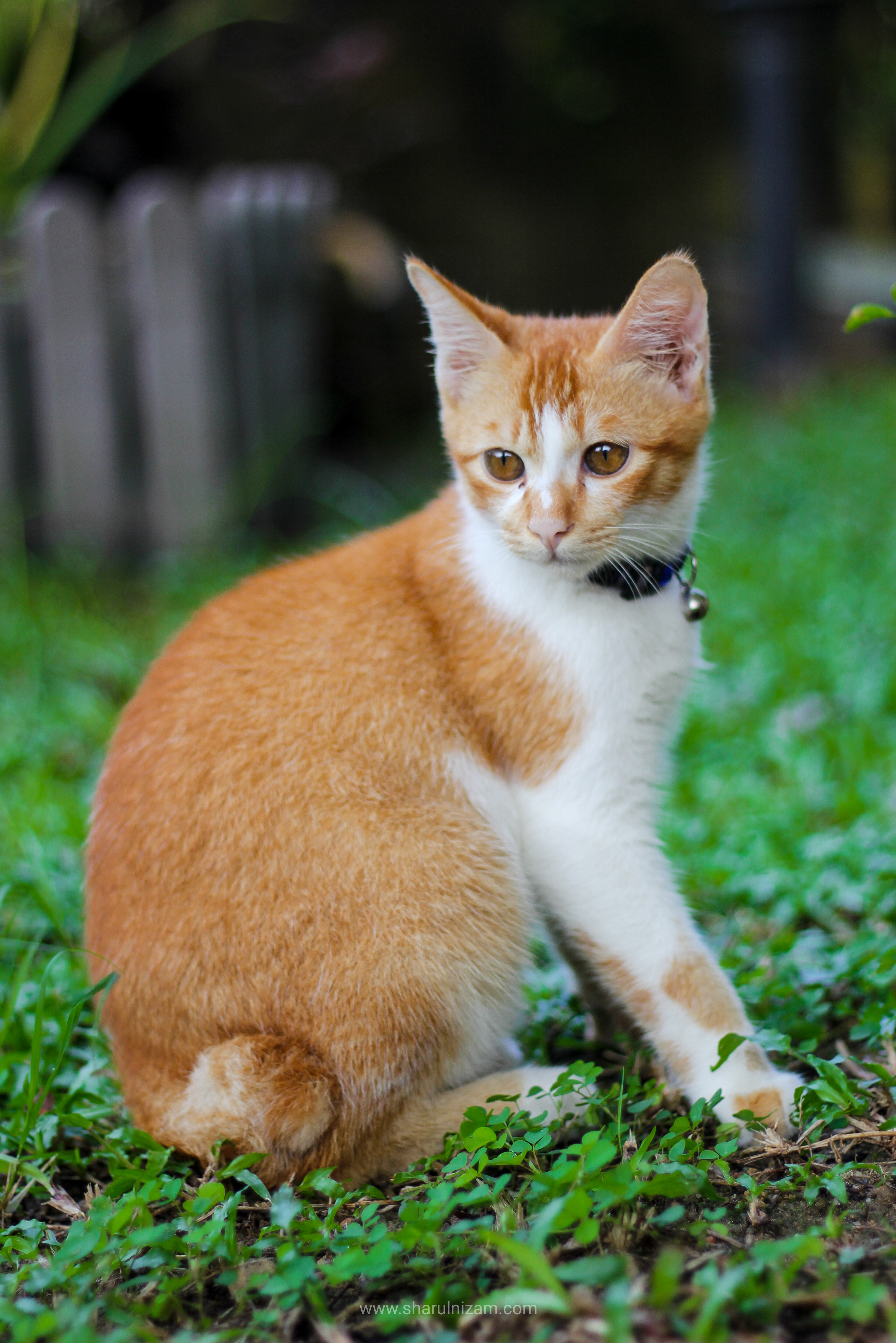 Mimpi Dikejar Kucing Oren Arti mimpi selanjutnya ialah mimpi dikejar