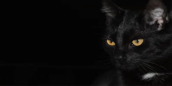 Image of Black Cat