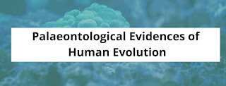 Describe in brief the palaeontological  evidences of human evolution.