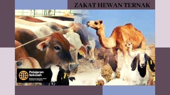 Nisab Hewan Ternak Dalilnya Panduan Zakat Mal Pelajaran Sekolah