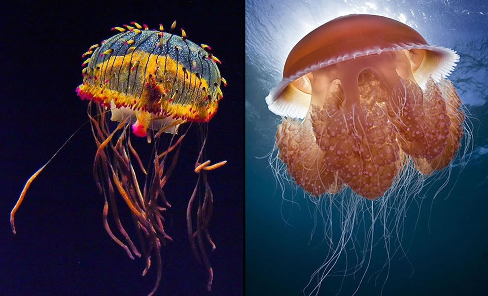 Медуза оса красивые фото и картинки