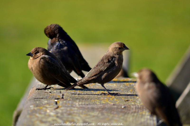 Fun Clicks Birdwatching Vol. 4