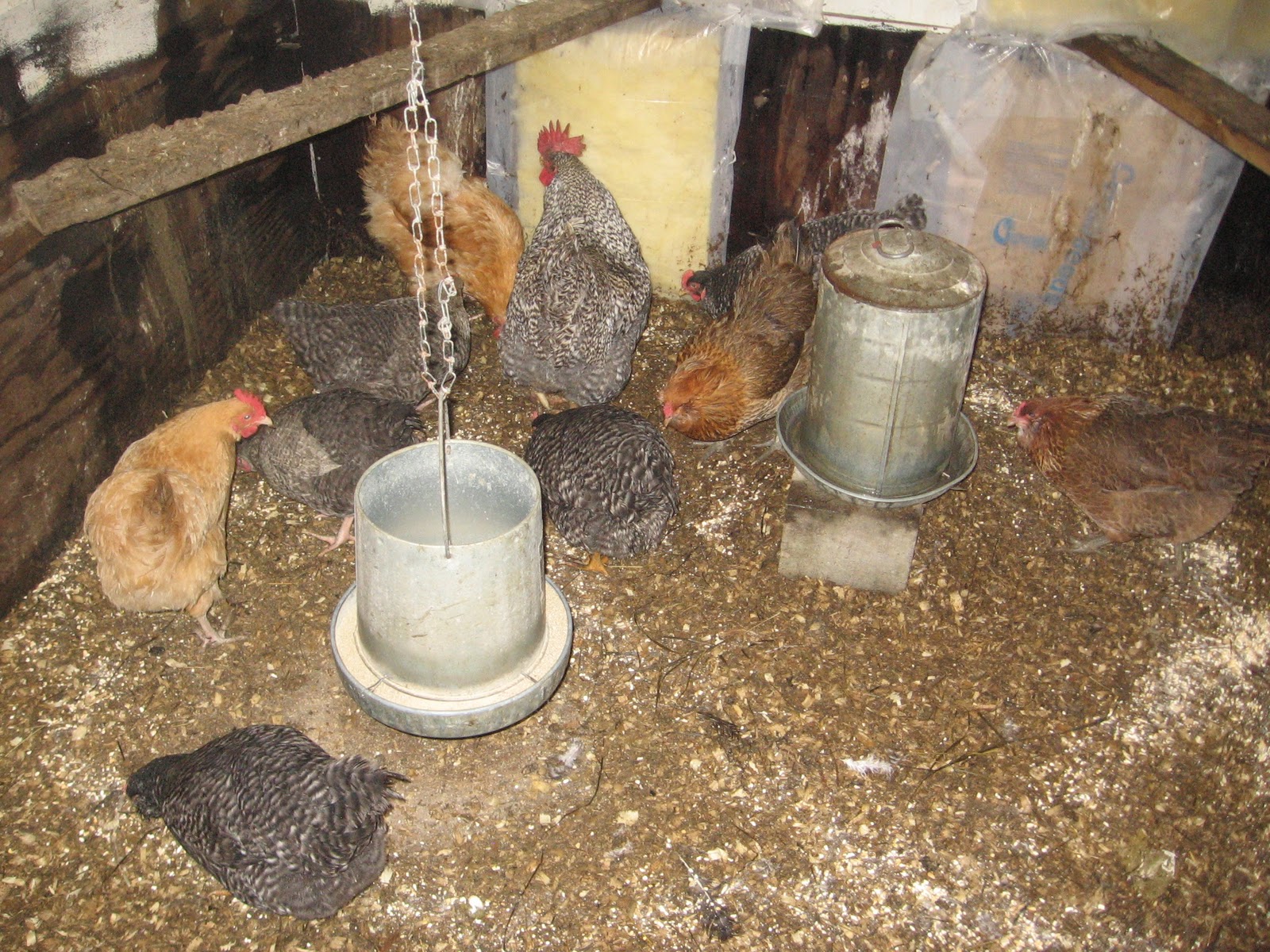 Homemade Alaska Keeping the Chickens and Rabbits Warm in Extreme Cold