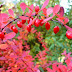The barberry of the Albanian lands, the strong healer with many natural values
