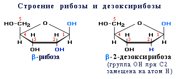 Рибоза 2 дезоксирибоза. Циклические формы рибозы и дезоксирибозы. Структура рибозы и дезоксирибозы. Рибоза нумерация атомов.
