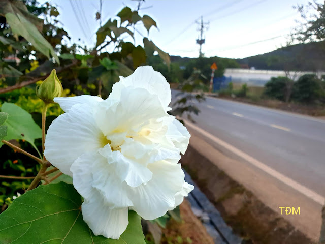 chùa Vạn Đức