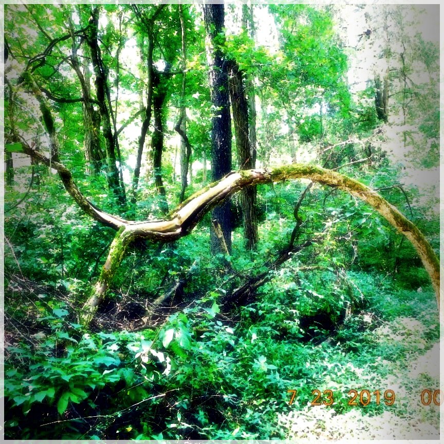 HikingTrails-51894525092
