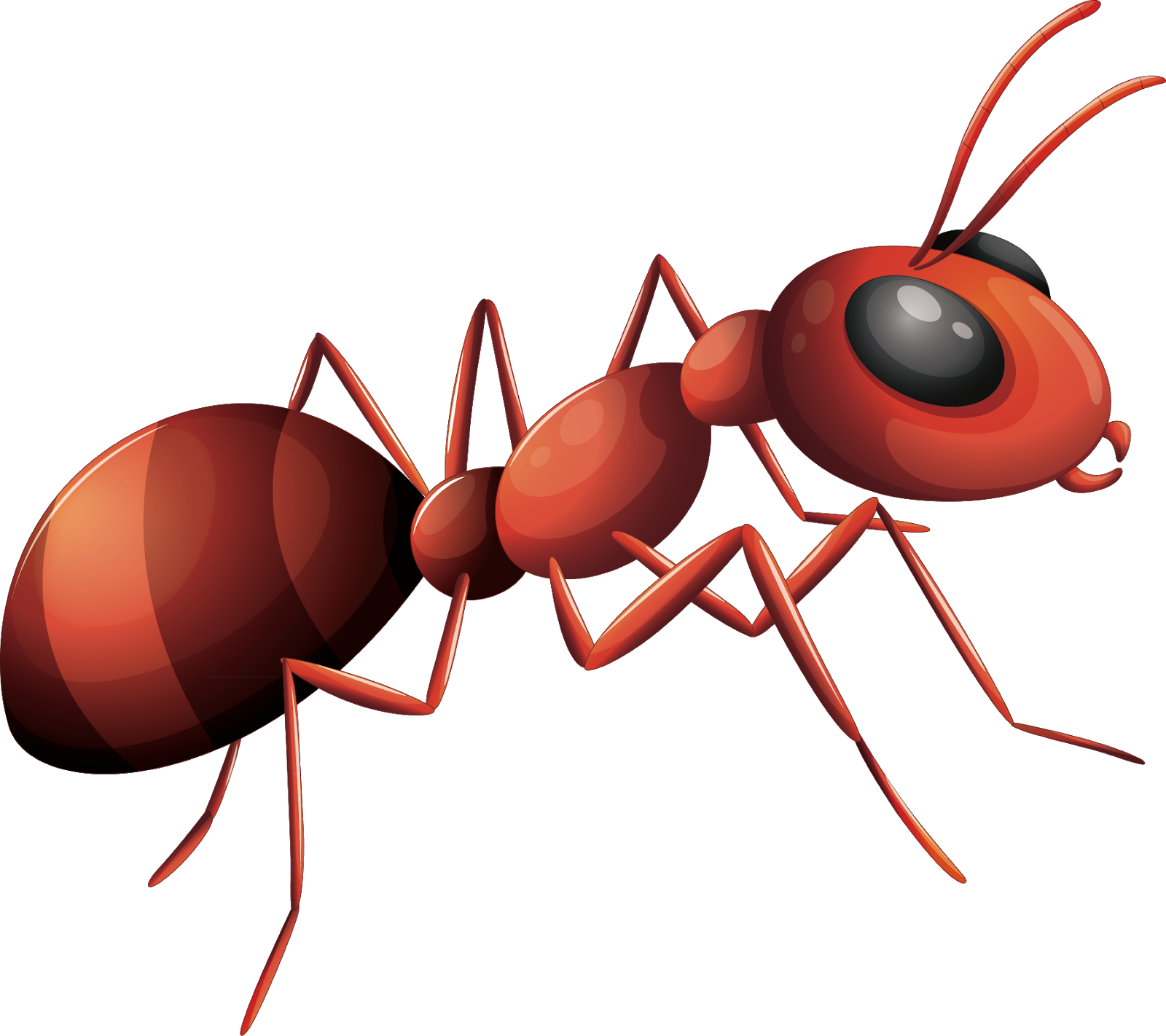 Ant Png Image With Transparent Background Png Sector
