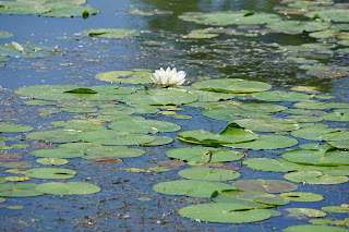Water lily in Bluffers Park