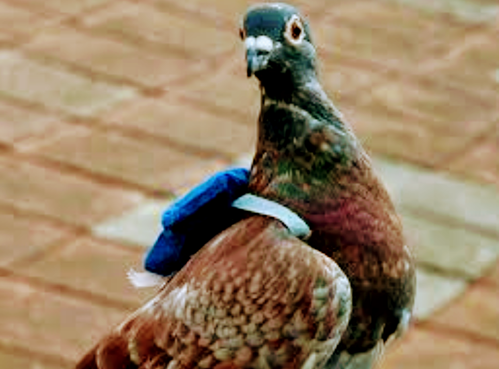 Begini Cara Burung Merpati Mengirim Surat