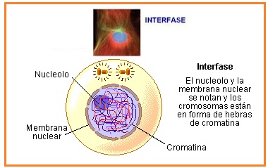Karakteristik sel pada fase interfase yang tepat adalah