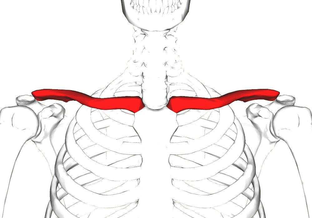 Clavicle - Human Collar