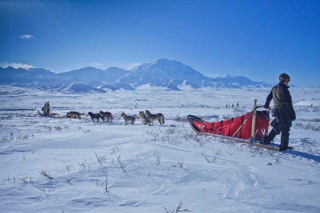 chó Alaska kéo xe trên tuyết