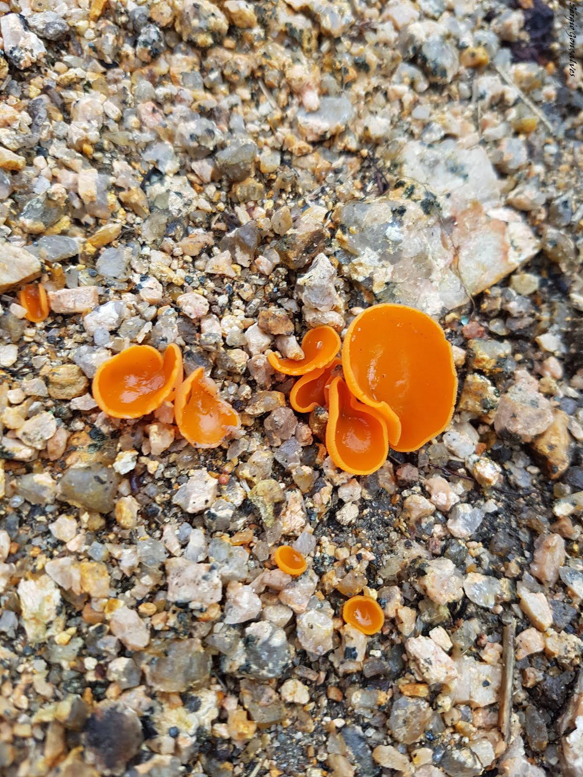 O fungo casca de laranja ( Aleuria aurantia )