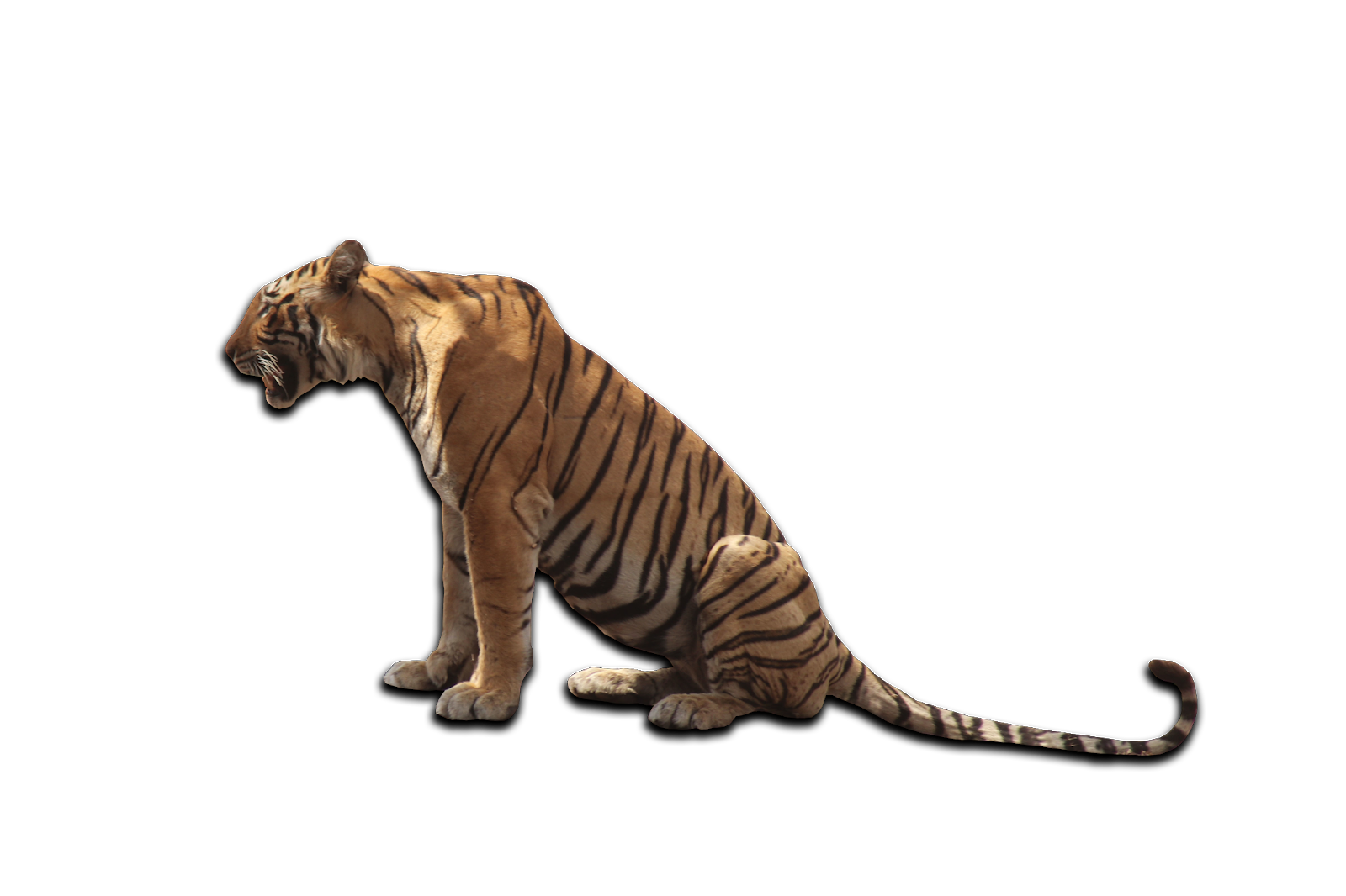 Transparent PNG: Animals PNG