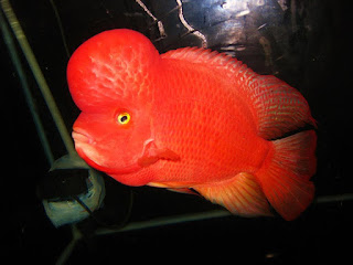 Louhan Super Red Synspillum