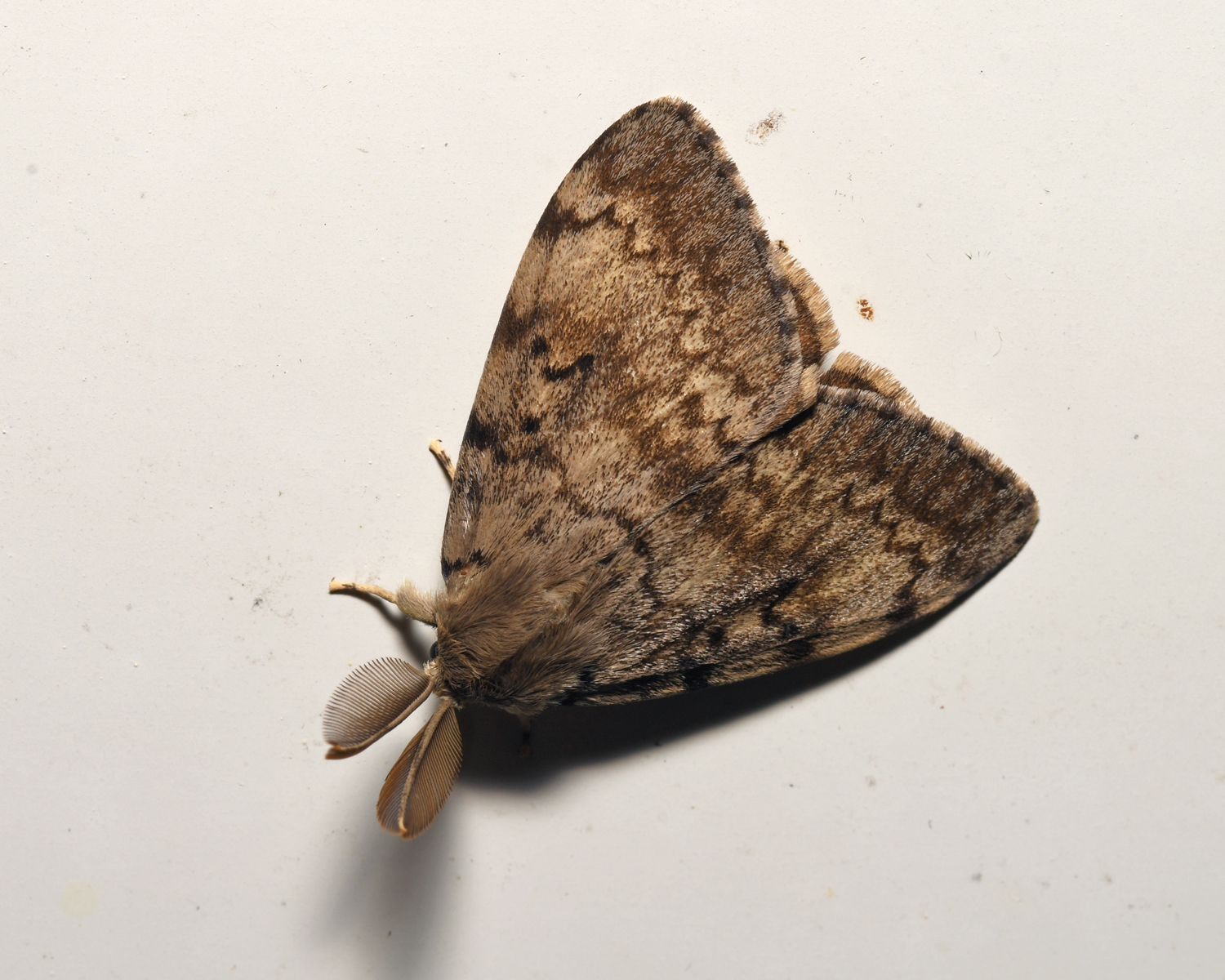 Brown Moths In Ontario