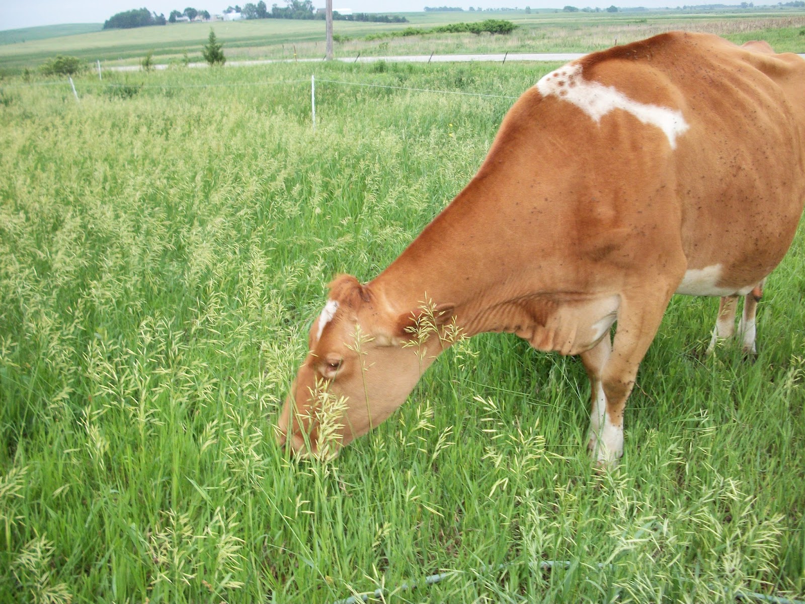 Healthy Farms Sustainable Farming & Foods
