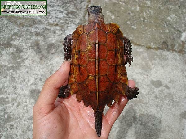 Black-breasted leaf turtle