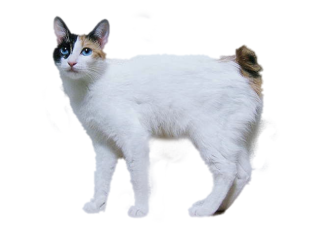 Gatos, razas, cuidados y curiosidades: Razas 1ª Parte