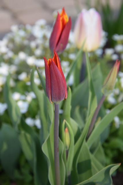 zdjecia tulipana