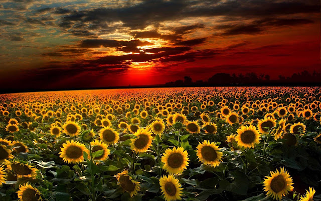 sunflower wallpaper