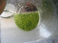  LASAÑA FRÍA CON CANÓNIGOS Y CANGREJO 