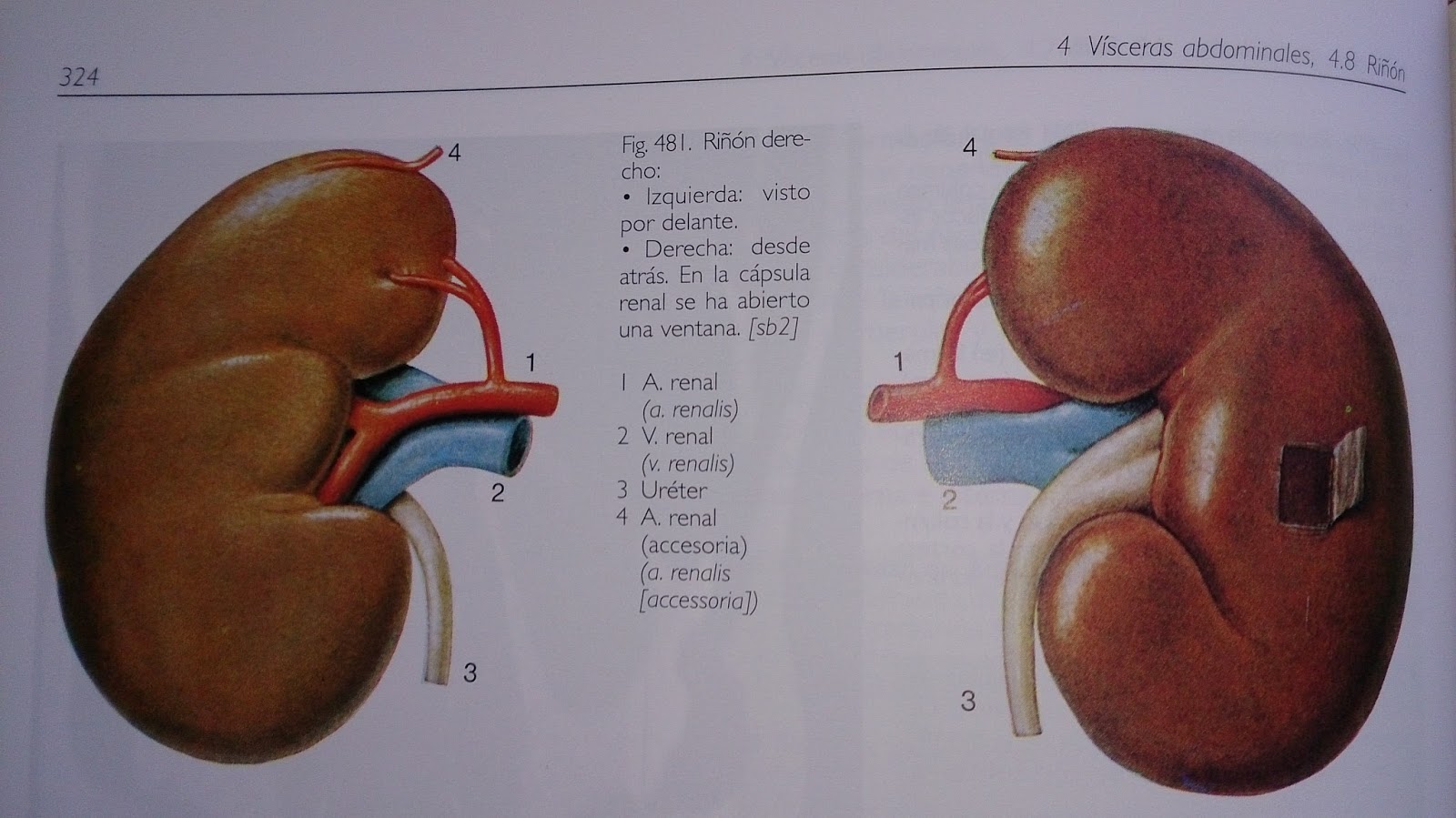 Fisiologia e anatomia renal