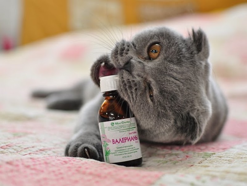 Почему коты и кошки любят валерьянку