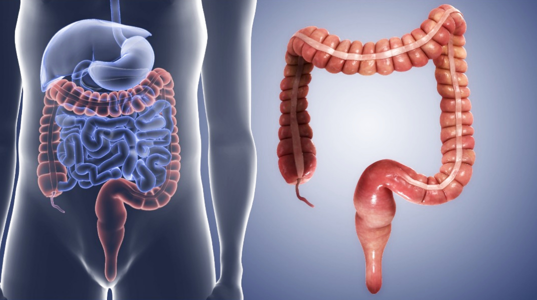 Human Digestive System Parts, Organs and Functions Sciencemojo