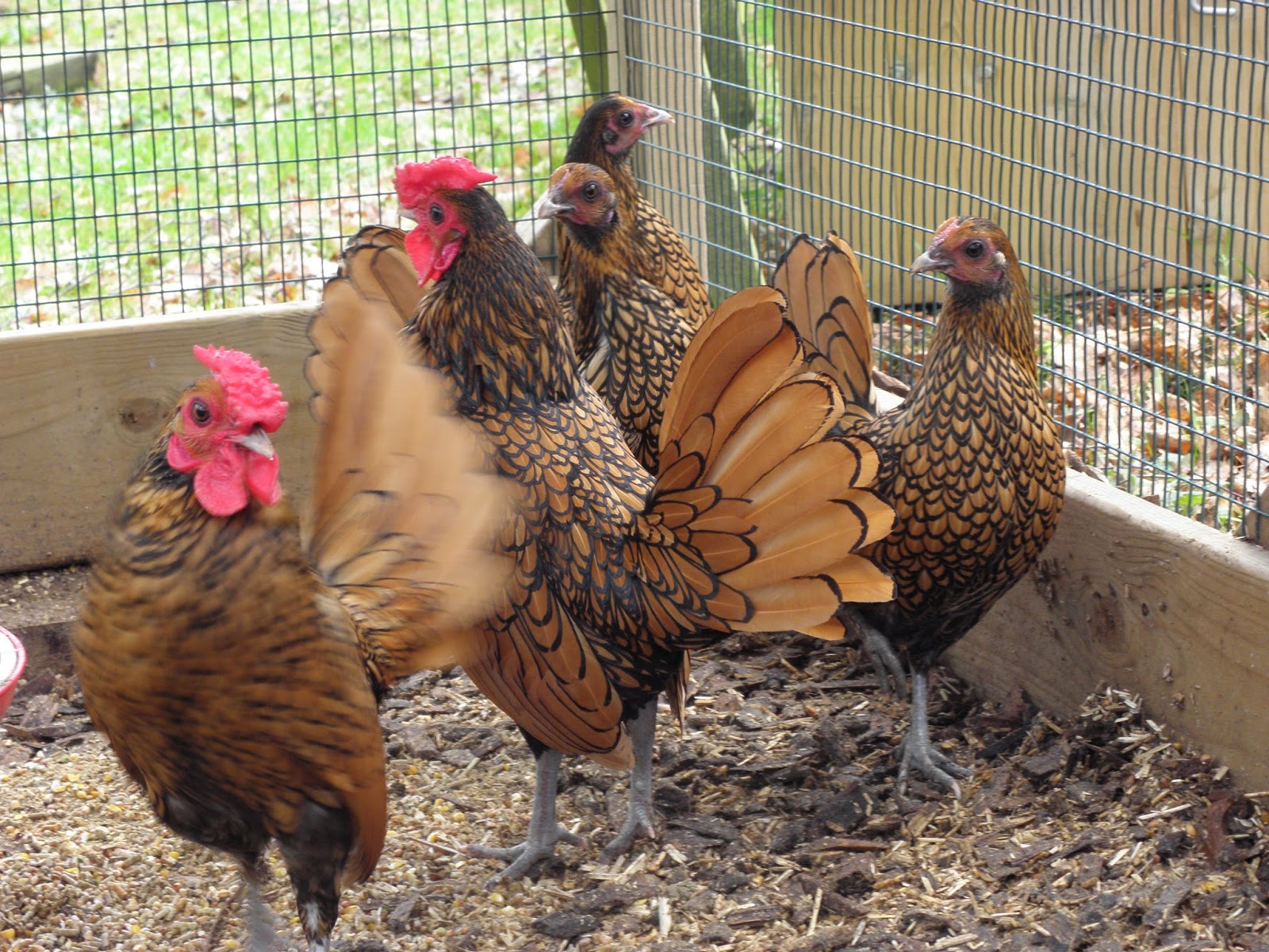 Flyte So Fancy Introducing New Chickens To Your Flock