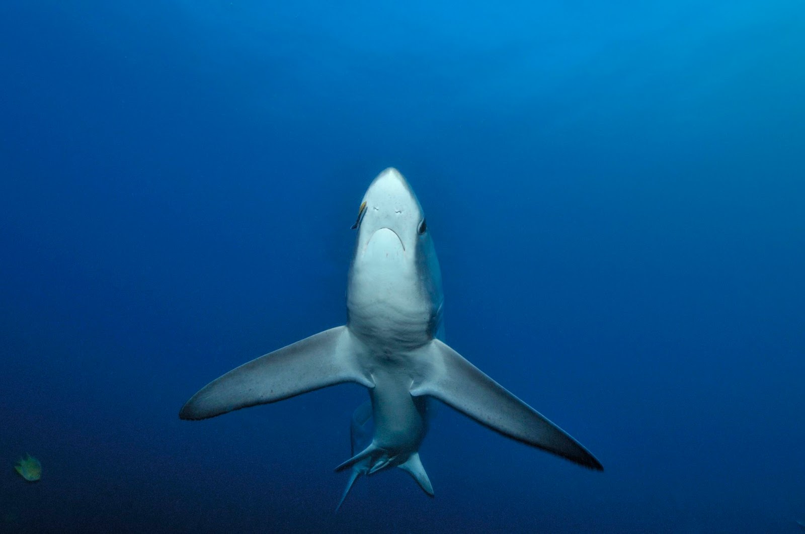Canarian Sea Fuchshai Alopias vulpinus