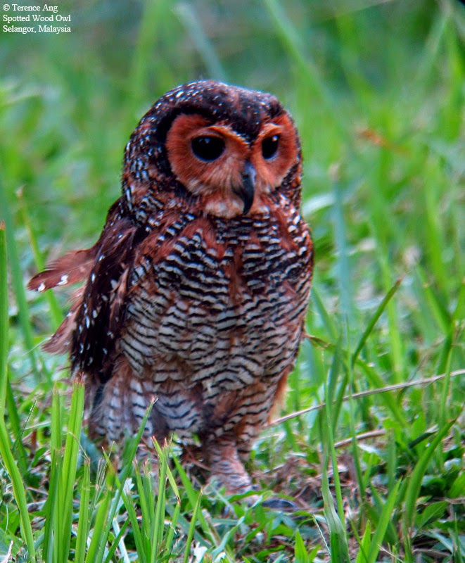 Jenis Burung Hantu Tingkat Kesulitan Memeliharanya Drh Spotted Wood Owl