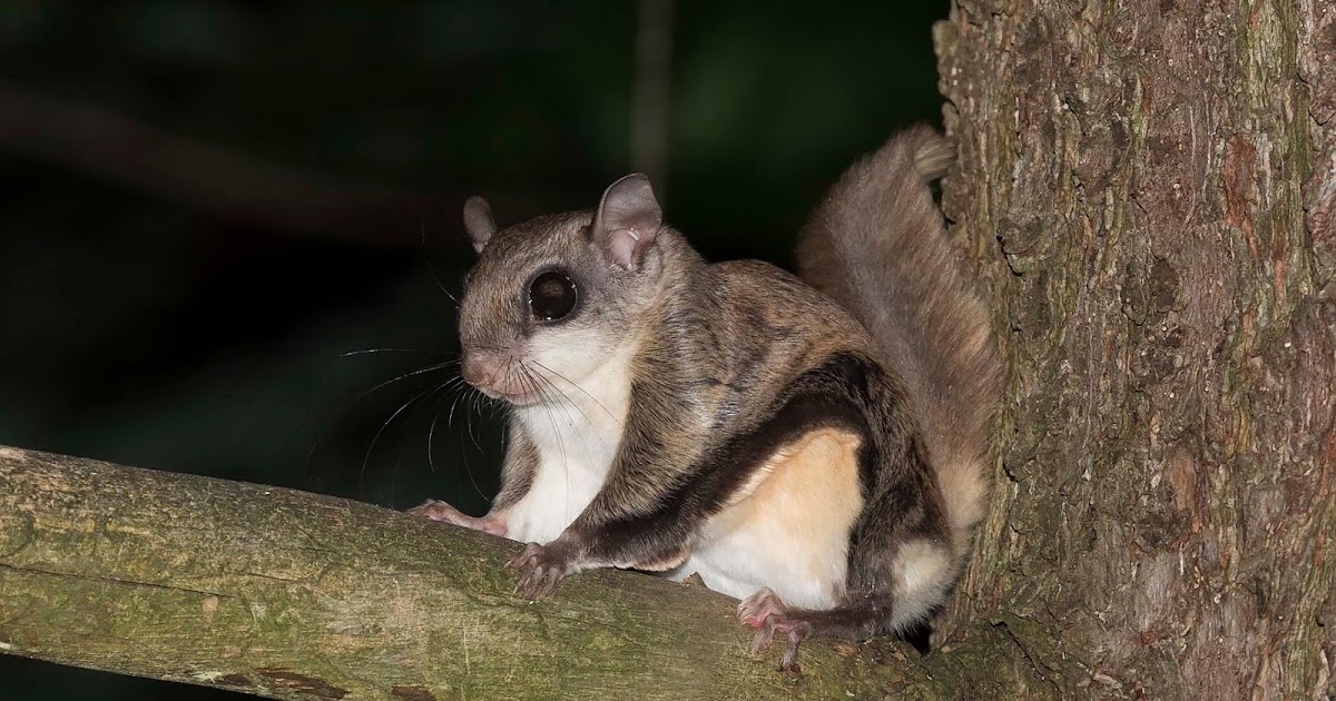 Ohio Birds and Biodiversity Southern Flying Squirrel Extravaganza!