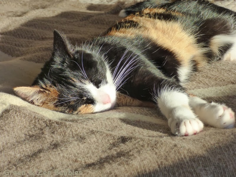 Green & Zen Bubbles Un chat et un plaid...