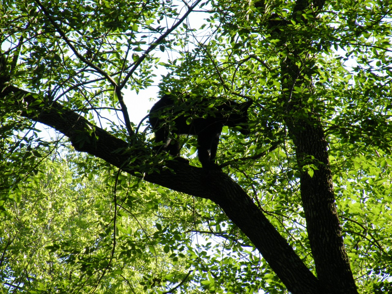 Inside Joplin Bear behind bars after being spotted in wooded area near