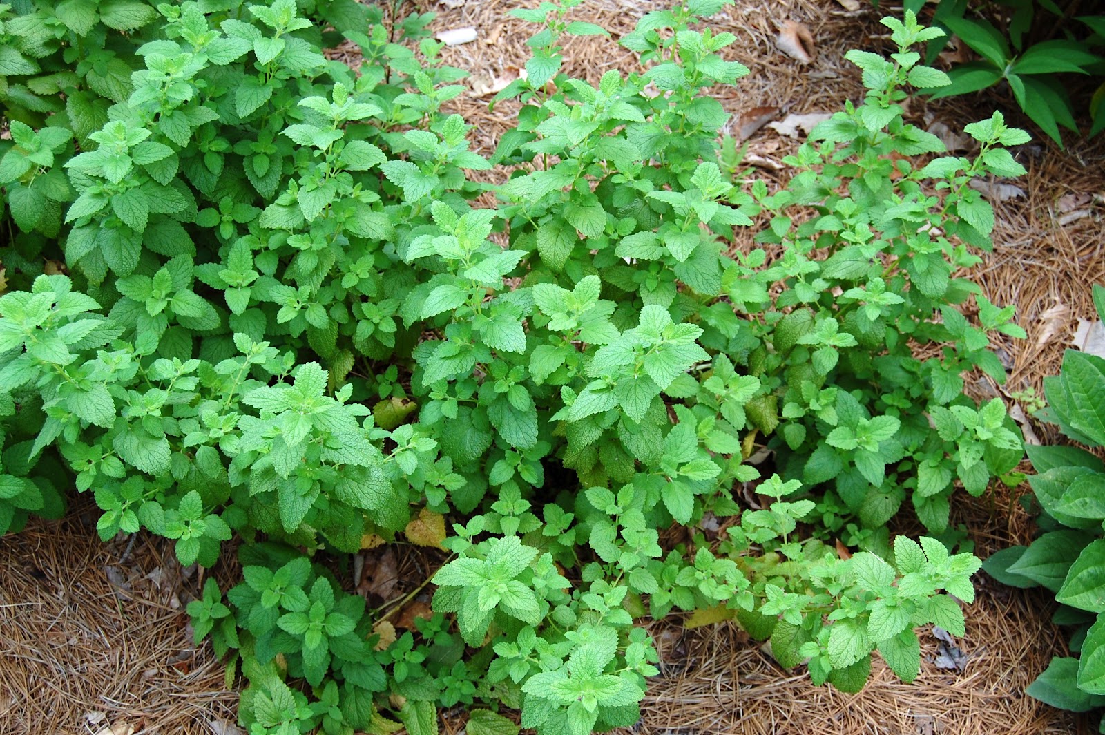 How To Make Refreshing Lemon Balm Tea