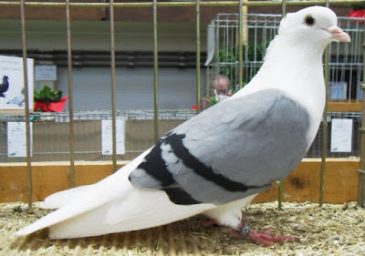thargou colour pigeons - blue barred