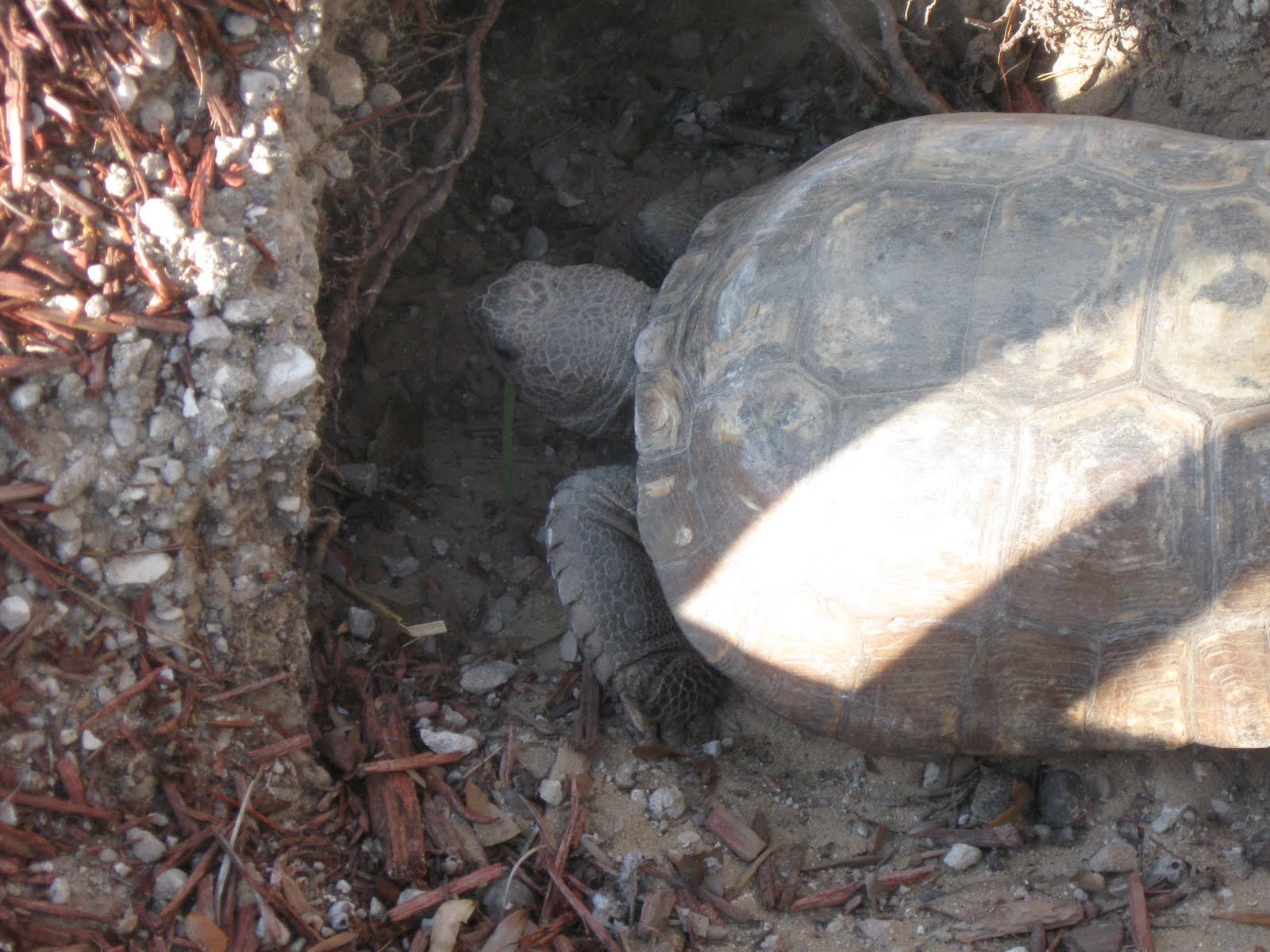The Arys Gary And Mary 2011 March In Florida