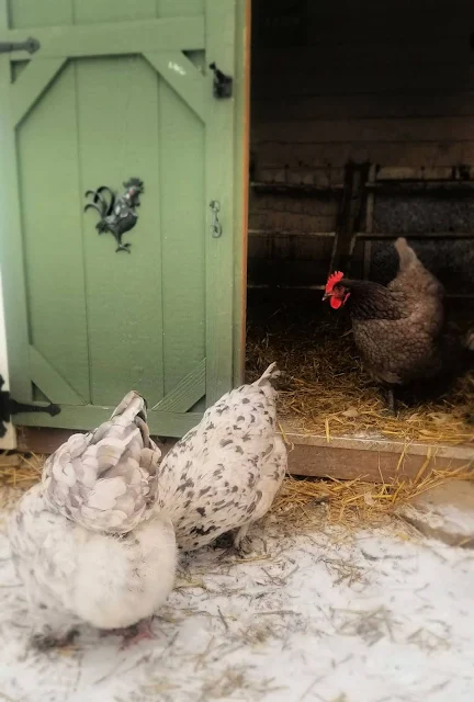 chickens in front of coop